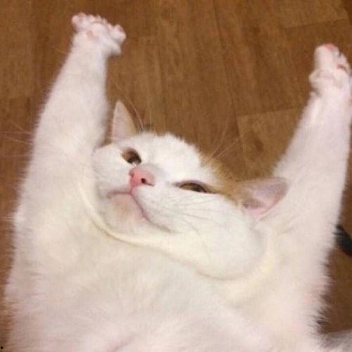 圆梦萌宠模式最新爆料,萌宠养成新篇章即将开启!