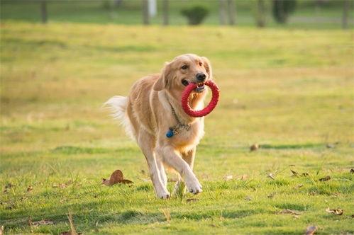 狗狗最新爆料视频播放,揭秘宠物界的秘密生活